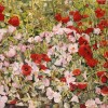 'Flores silvestres' 1994 · Óleo sobre lienzo · 46x65 · Colección particular