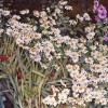 'Jardín' 2003 · Óleo sobre lienzo · 65x81 · Colección particular